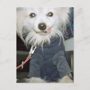 Cartão Postal Um cachorro branco vestindo roupas.