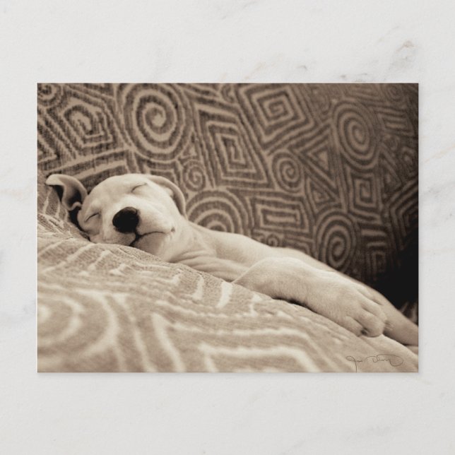 Cartão Postal Um Cachorro Cansado (Frente)