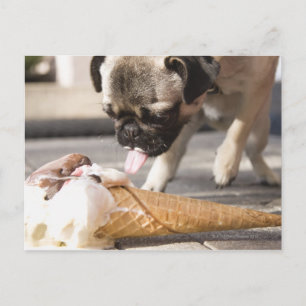 Cartão Postal Um cachorro comendo um sorvete de um pavimento