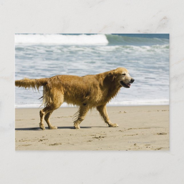 Cartão Postal Um cachorro molhado na praia. (Frente)