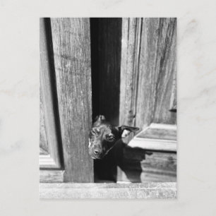 Cartão Postal Um cachorro saindo de uma porta, perto.