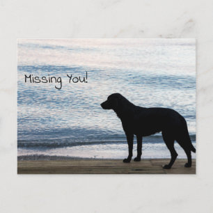 Cartão Postal Um Cachorro Solitário com a mensagem "Missing You"