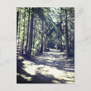 Cartão Postal Um Caminho Através da Floresta