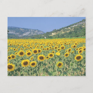 Cartão Postal um campo de girassóis