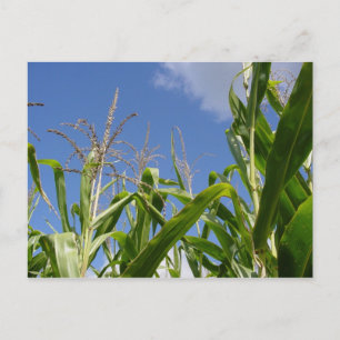 Cartão Postal Um Cartão-Postal Corny!