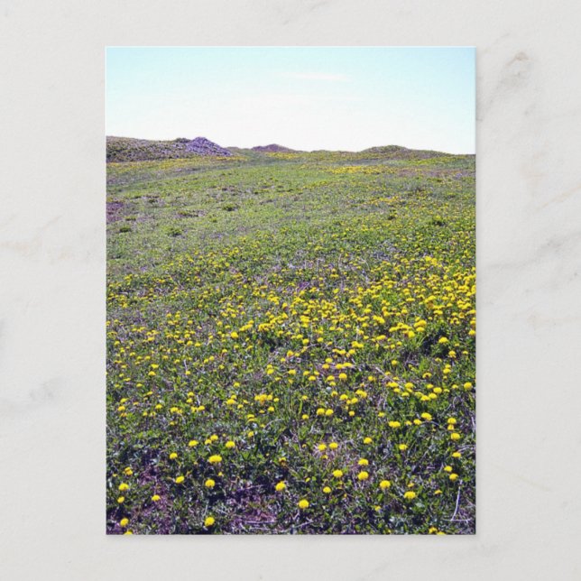 Cartão Postal Um Cartaz De Dandelions (Frente)