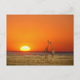 Cartão Postal Um casal de girafas caminha para o pôr do sol, em
