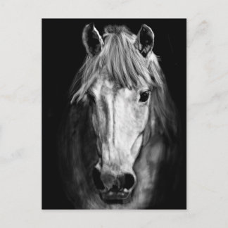 Cartão Postal Um cavalo chamado Elvis