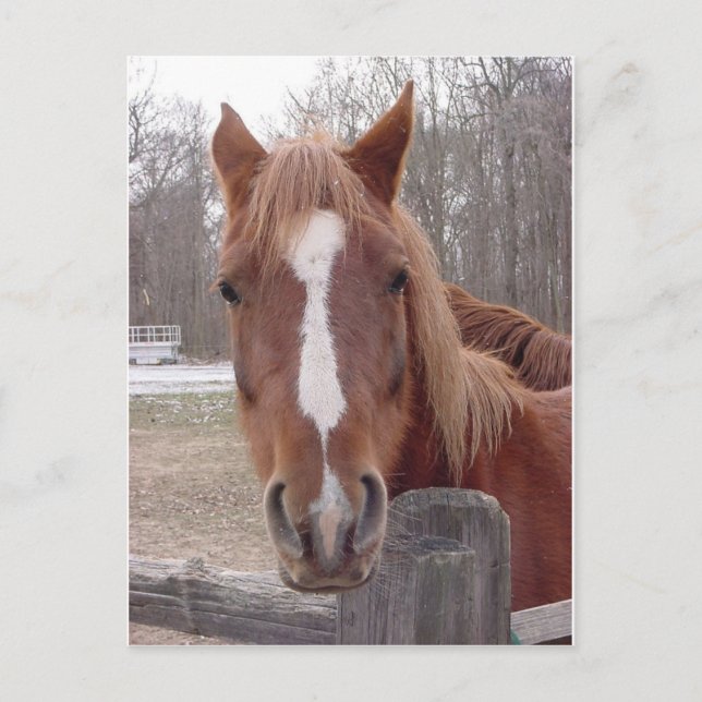 Cartão Postal Um Cavalo Claro (Frente)