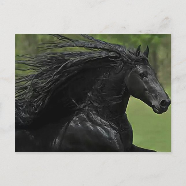 Cartão Postal Um Cavalo É Um Cavalo #1" (Frente)