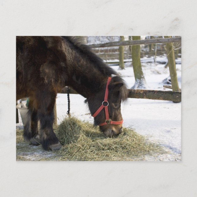 Cartão Postal Um cavalo nativo originalmente de Gotland onde (Frente)