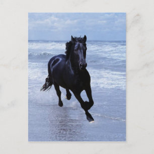 Cartão Postal Um cavalo selvagem e livre