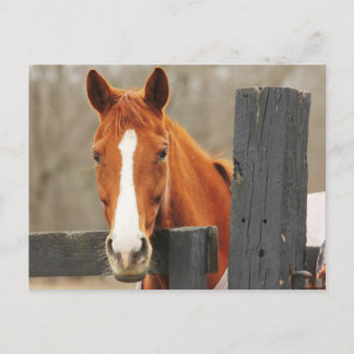 Cartão Postal Um Cavalo Vestindo Um Cobertor No Canto Fencepost