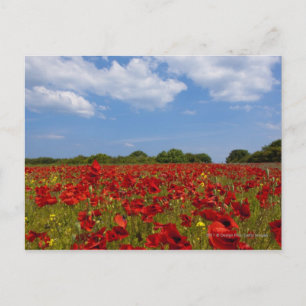 Cartão Postal Um Cheio De Campo De Flores Vermelhas