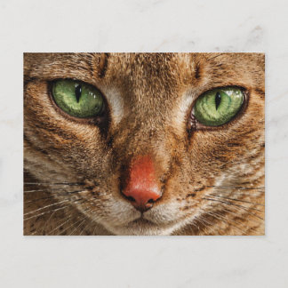 Cartão Postal Um close-up do rosto de um gato com olhos verdes