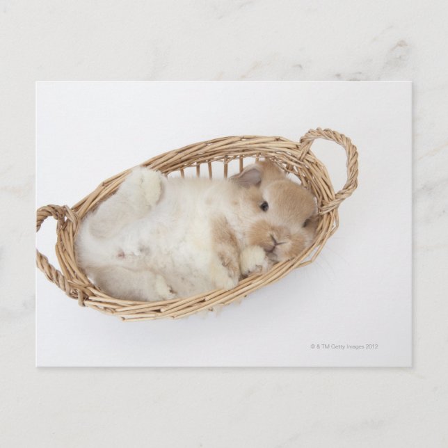 Cartão Postal Um coelho está numa cesta. Holland Lop. (Frente)
