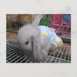 Cartão Postal Um coelho num vestido か わ い い 幸 せ