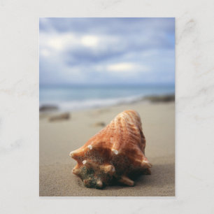 Cartão Postal Um Conch Shell Na Praia   Ruas Croix, Usvi