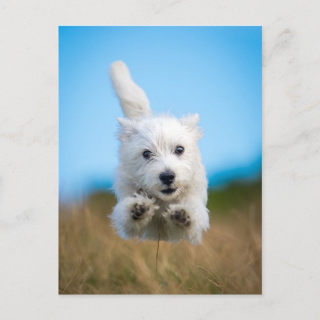 Cartão Postal Um Cute West Highland Terrier Puppy Correndo (Frente)