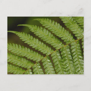 Cartão Postal Um detalhe de samambaia, da Mindo Cloud Forest,