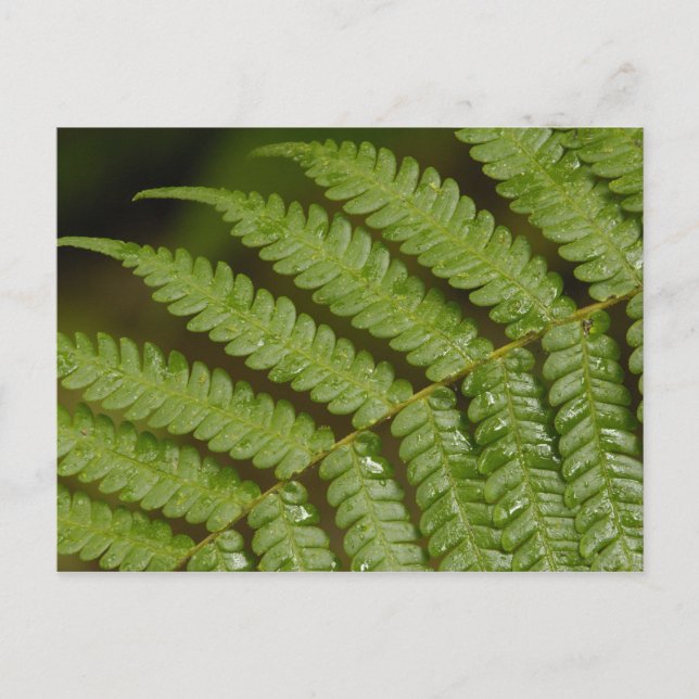 Cartão Postal Um detalhe de samambaia, da Mindo Cloud Forest, (Frente)