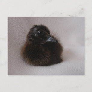 Cartão Postal Um Dia de Duque