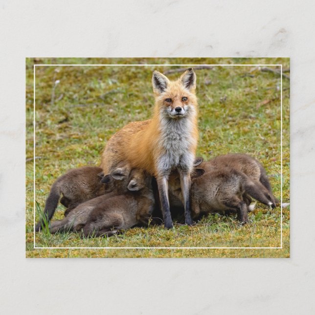 Cartão Postal Um dia de Mãe (Frente)