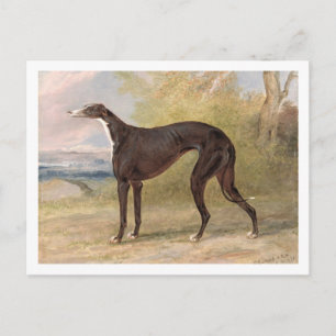 Cartão Postal Um dos galardoados Greyhounds de George Lane Fox: 