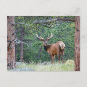 Cartão Postal Um Elk Olhando Para Trás   Montanhas Rochosas