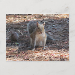 Cartão Postal Um esquilo fofo