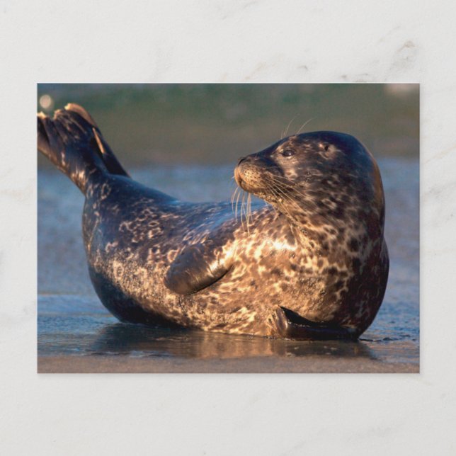 Cartão Postal Um filhote de foca levantando a cauda (Frente)