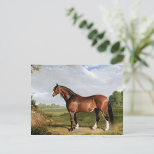 Cartão Postal Um Garanhão Clydesdale