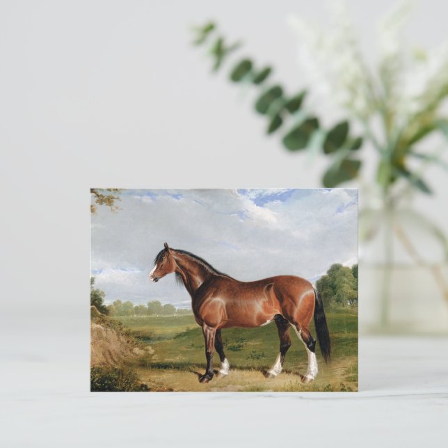 Cartão Postal Um Garanhão Clydesdale (Em pé/Frente)