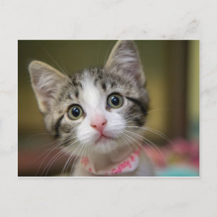 Cartão Postal Um gatinho bonito com olhos verdes