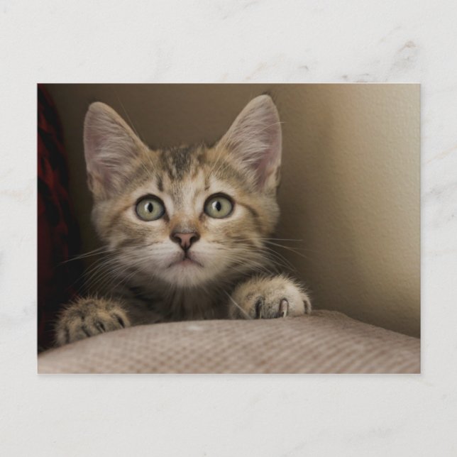 Cartão Postal Um Gatinho Muito Doce (Frente)