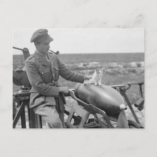 Cartão Postal Um Gatinho na Guerra