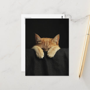 Cartão Postal Um Gatinho Ruivo Adorável e Sonolento Pendurado na