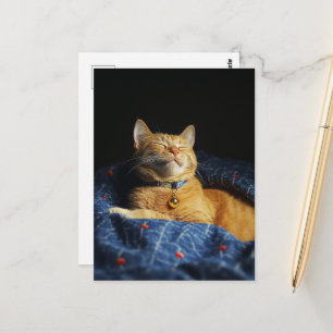 Cartão Postal Um Gatinho Ruivo Sonolento Fofo