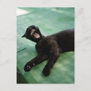 Cartão Postal Um gato bocejo.