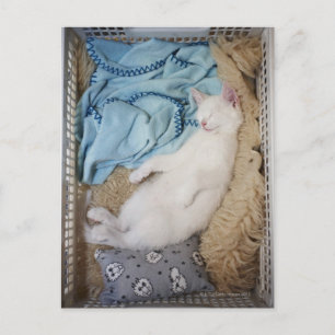 Cartão Postal Um gato branco dormindo numa cesta de roupa suja.