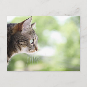 Cartão Postal Um gato de mesa adulto olhando pela janela