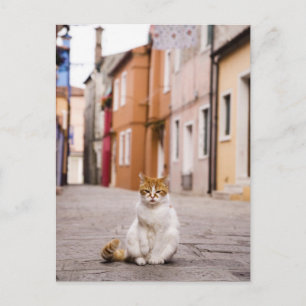 Cartão Postal Um gato nas ruas de Burano, Itália. 2006.