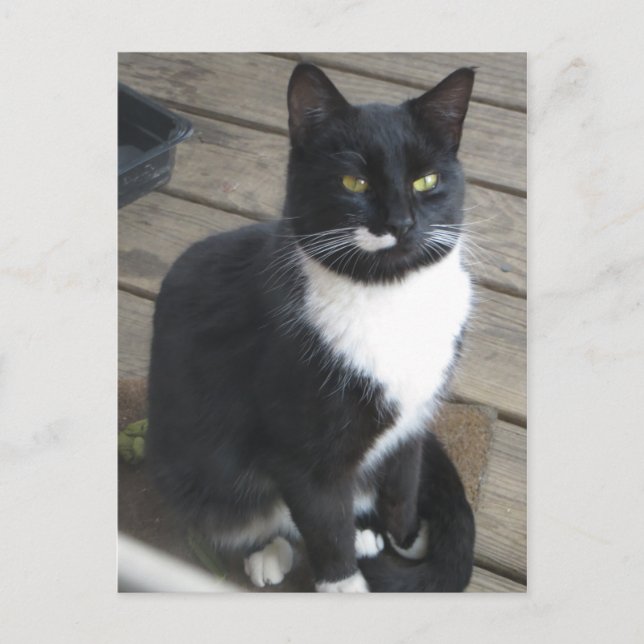 Cartão Postal Um Gato Tuxedo (Frente)