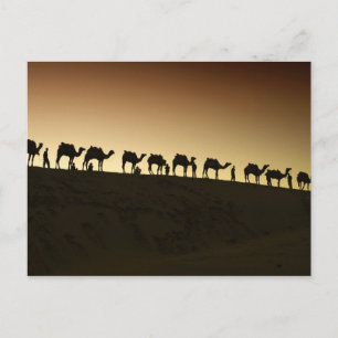 Cartão Postal Um grupo de pastores do camelo com seus camelos em