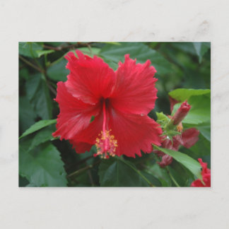 Cartão Postal Um hibisco vermelho