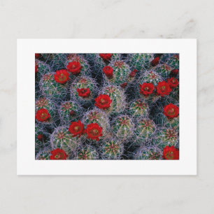 Cartão Postal "Um Jardim Rosa do Deserto"