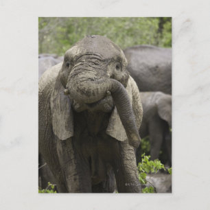 Cartão Postal Um jovem elefante africano (Loxodonta africana)