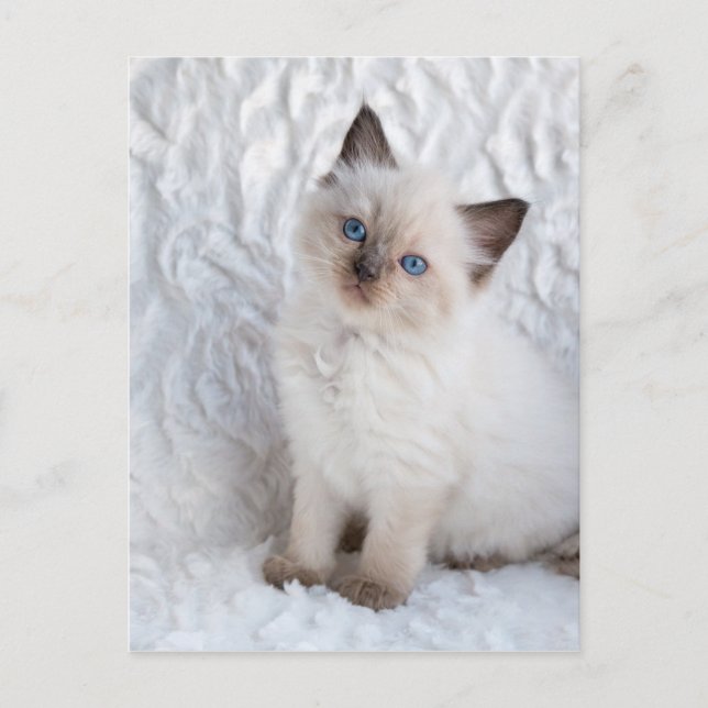 Cartão Postal Um jovem gato de ragdolas sentado em pele (Frente)