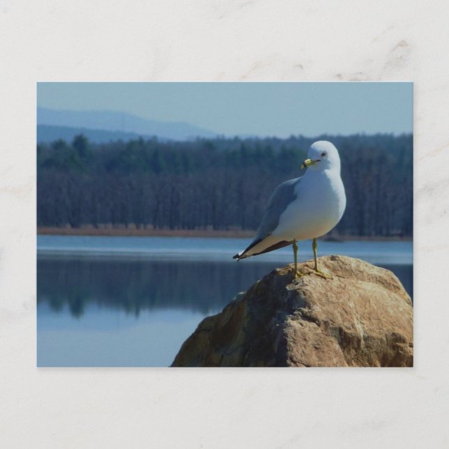Cartão Postal Um Lago Champlain Sea Gull (Frente)
