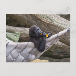 Cartão Postal Um lindo gorila bebê comendo e olhando para você